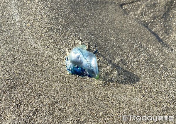 ▲苗栗漁港出現「透明塑膠袋」竟是世界第3毒　遊客驚：本來想去撿。（圖／民眾Kisa Chen提供，請勿隨意翻拍，以免侵權）