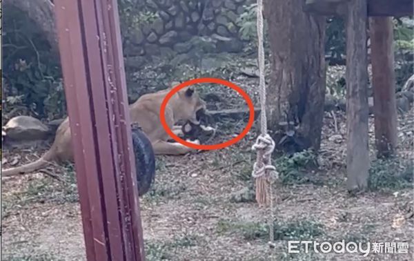 ▲壽山動物園發生野生幼年獼猴慘被母獅咬死意外             。（圖／記者吳奕靖翻攝）