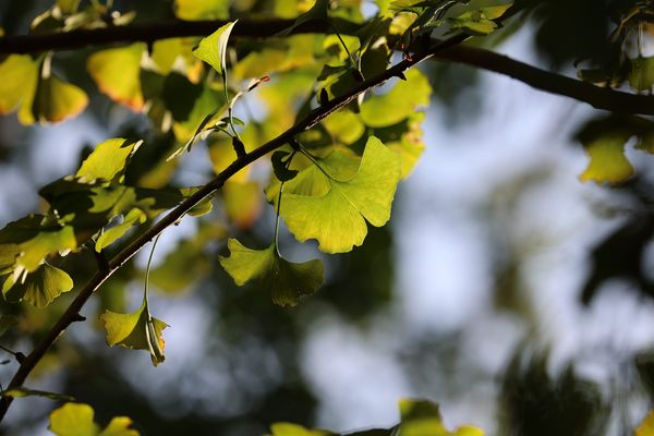 ▲陽明山「花卉試驗中心」楓樹和銀杏轉黃中，茶梅區的花朵盛開，鋪蓋出粉紅花毯。（圖／公園處提供）