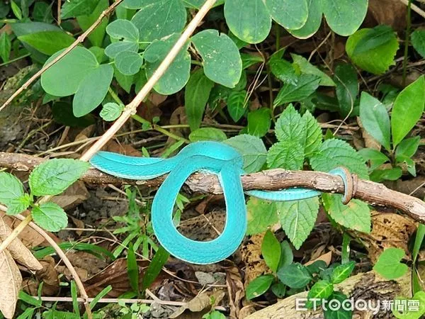 ▲超罕見「Tiffany藍」螢光美蛇現蹤　身分曝光羨煞網：遇到色違版。（圖／拍攝者蘇方琥提供）