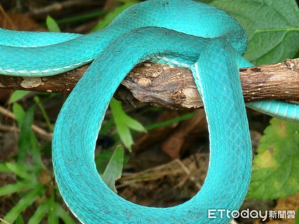 ▲超罕見「Tiffany藍」螢光美蛇現蹤　身分曝光羨煞網：遇到色違版。（圖／拍攝者蘇方琥提供）