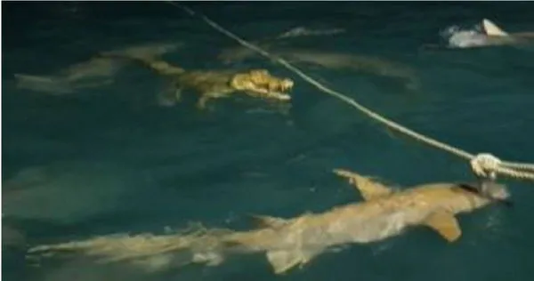 網友於近日在澳洲的海岸意外目擊到「鱷魚勇闖鯊魚窟」的驚險畫面。（圖／Instagram jessie_leigha）