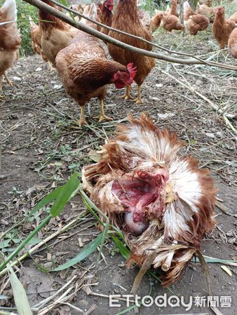 ▲▼觀光果園放養的雞隻遭石虎咬死，1個月就損失6隻。（圖／記者蔡文淵翻攝）