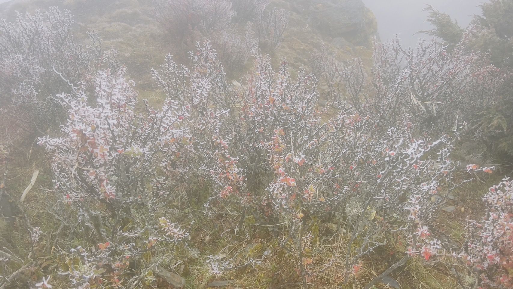 ▲▼玉山氣象站(玉山北峰)觀測到霧淞。（圖／氣象署）