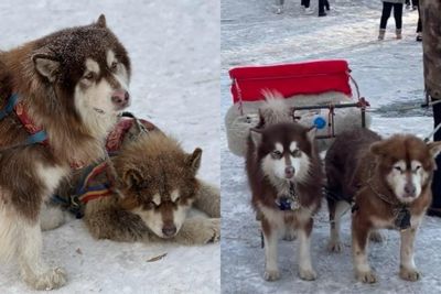 犬隻疲憊不堪！網呼籲取消雪橇犬載客　哈爾濱文旅局：整治中