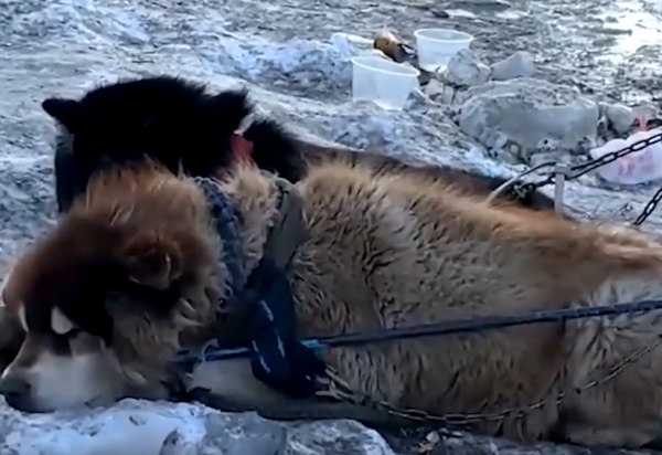 ▲陸網呼籲應哈爾濱文旅取消雪橇犬拉客。（圖／翻攝自微博）