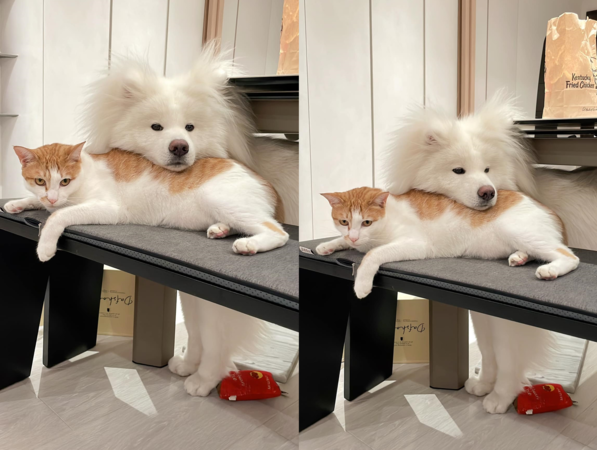 秋田犬與貓貓新枕頭。（圖／有點毛毛的／呀比：：長毛秋田犬投稿）