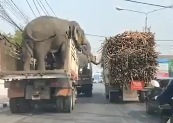 泰國大象吃甘蔗吃到飽。（圖／翻攝自X@susantananda3）