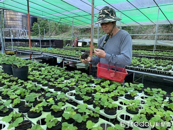 ▲苗栗農改場與工研院研發「植物病害快篩行動箱」。（圖／農業部提供）