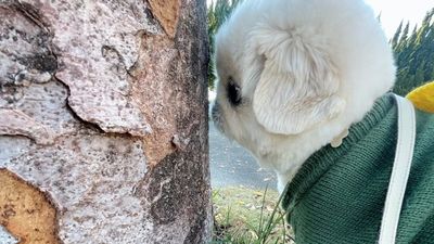 北京犬好奇聞樹「整個臉快貼上去」　鼻子太短成萌點：以為在面壁思過