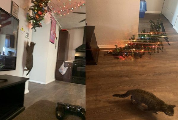 ▲▼飼主特別把聖誕樹倒掛在天花板上，卻還是被貓咪擊落。（圖／翻攝自Facebook／Daniel James Wallace）