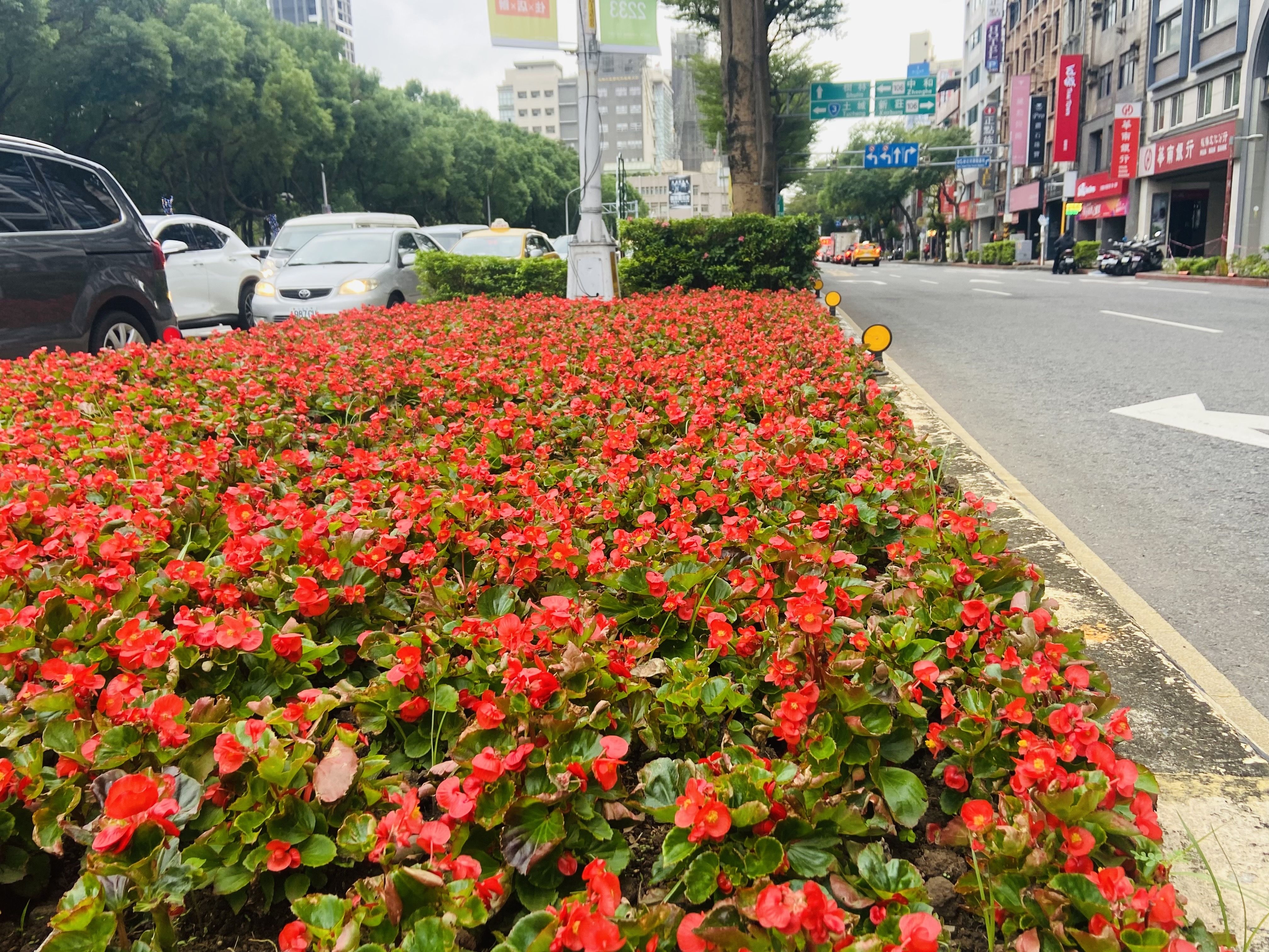 ▲植栽妝點新北歡樂耶誕城。（圖／新北市景觀處提供）