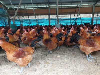 蛋雞業者主動通報確診H5N1　彰化防疫所撲殺3萬隻！提防候鳥北返