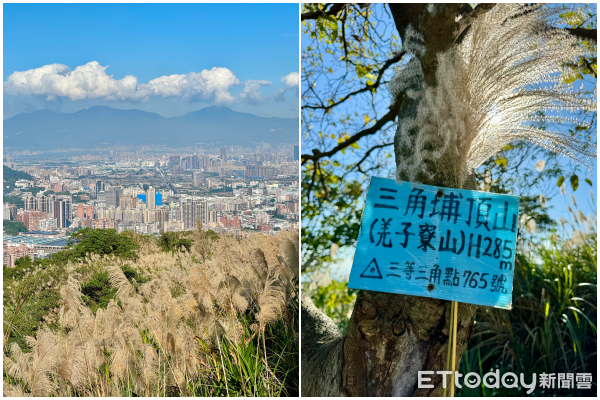 ▲新北市樹林區、桃園市龜山區交界處的「三角埔頂山」芒花,芒草,芒草12/10盛況。（圖／記者彭懷玉攝）