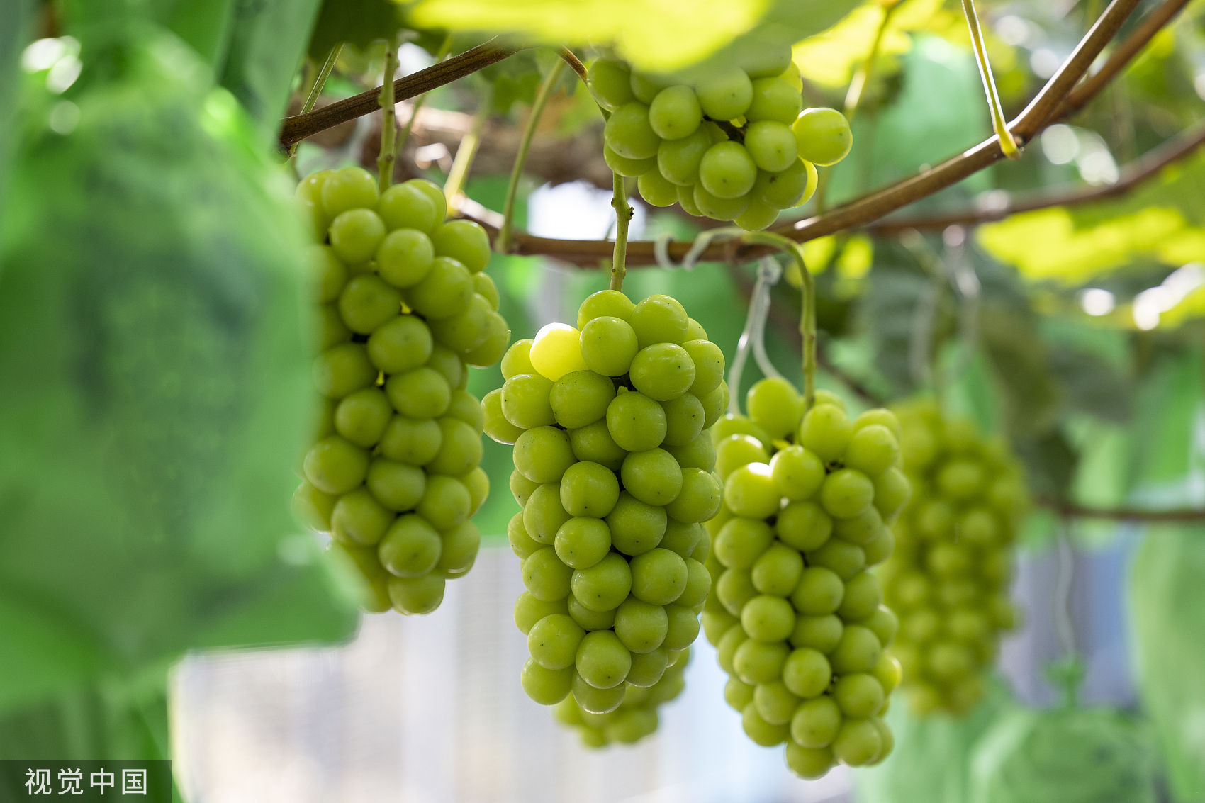 ▲▼晴王麝香葡萄經由日本科學家耗費33年研發，主要產地位於岡山縣。（圖／CFP）