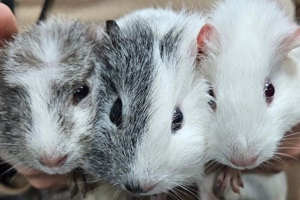 ▲▼桃園「非犬貓特寵」認養會16日登場　天竺鼠、蜜袋鼯、球蟒在找家。（圖／桃園市動保處提供）