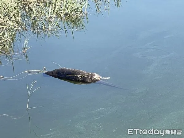 ▲▼             金門瓊林社區水獺巡守隊在蘭湖水面上發現死亡的水獺。（圖／記者林名揚翻攝）