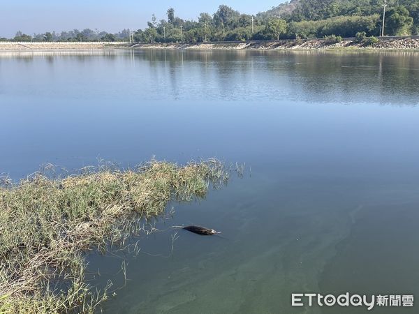 ▲▼             金門瓊林社區水獺巡守隊在蘭湖水面上發現死亡的水獺。（圖／記者林名揚翻攝）