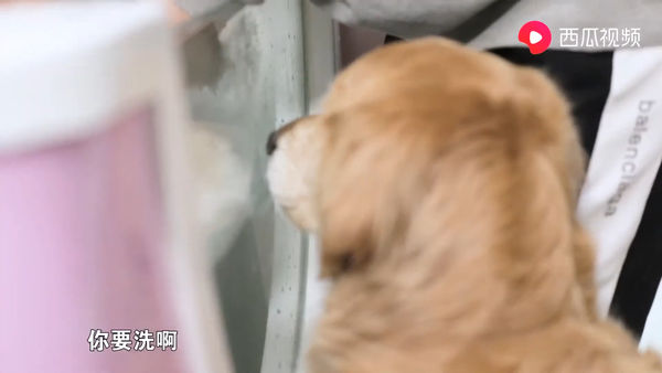 ▲周海媚北京豪宅「愛犬擁獨立房間」　設毛孩專屬SPA透明浴缸。（圖／翻攝自YouTube／周海媚）