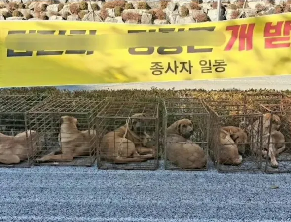 韓國狗肉協會丟狗。（圖／翻攝自Korea Animal Rights Advocates -KARA）