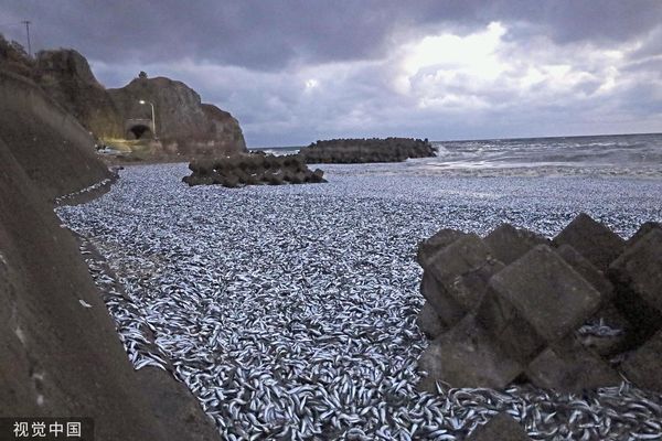 ▲▼日本北海道函館12月7日大量死亡的沙丁魚和鯖魚等魚類被沖上海灘。（圖／CFP）