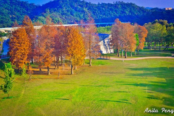 ▲▼秋冬季節正逢落羽松騷首弄姿、展現風情的時節，台北景點內湖大公園不是秘境、不用舟車勞頓、不用翻山越嶺，坐捷運就能到的落羽松景點，是台北欣賞落羽松的熱門景點之一。（圖／部落客史努比遊樂園授權提供，下同，勿擅自翻攝）