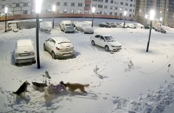 路上親近流浪狗　9歲女童被「3狗包圍撕咬」靠身上厚重衣救命。（圖／翻攝自俄羅斯社群媒體VKontakte）