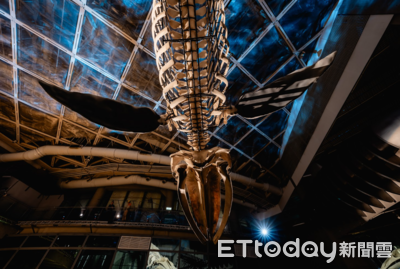 台灣首次展出擱淺藍鯨完整骨骼標本　啟示保育意識