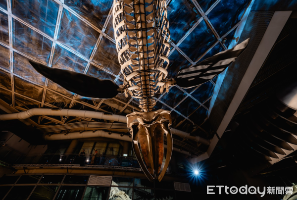 ▲全臺首座藍鯨骨骼標本展示『巨鯨之路』 屏東海生館12月15日公開展示。（圖／國立海洋生物博物館提供。）