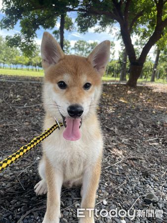 ▲▼柴犬「拔咘咿(Babuy)」。（圖／IG@「s_bear_0706」提供，請勿隨意翻拍，以免侵權。）