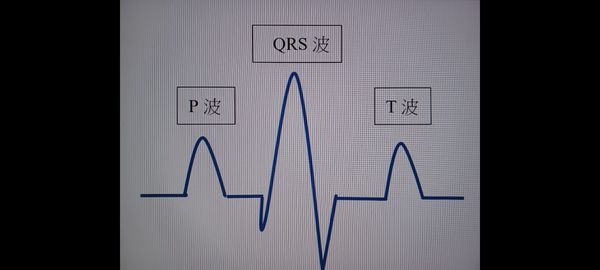 ▲▼7歲過後毛孩心臟病機率提升　把握「3重點」每半年健檢護健康。（圖／新北市動保處提供）