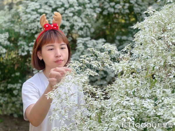 ▲台南山上花園水道博物館的白雪木今年12月再度準時「覆雪」，整片白雪木在夕陽餘暉的照映下宛若金色雪景，聖誕節氣氛濃郁。（圖／記者林東良翻攝，下同）