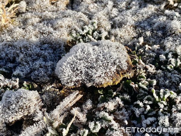 ▲▼玉山北峰12月18日，植物表面結霜。（圖／氣象署提供）