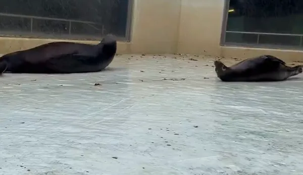 ▲▼兩隻海獅在抽乾水的游泳池玩水嬉戲。（圖／翻攝自Twitter／@ChibaZoo）