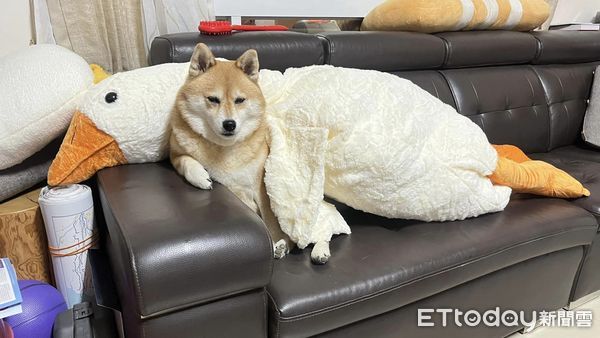 ▲一開始不屑鵝娃娃！柴犬突然愛上「扛去房間」　每次騎完才要睡（圖／網友張小姐提供，請勿隨意翻拍，以免侵權。）