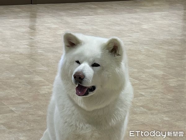 ▲▼秋田大館市「秋田犬之里」。（圖／記者周姈姈攝）