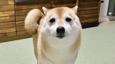 帶愛犬出門散步被盯著看！「年輕人見狗尖叫」：牠耳朵怎麼那麼小