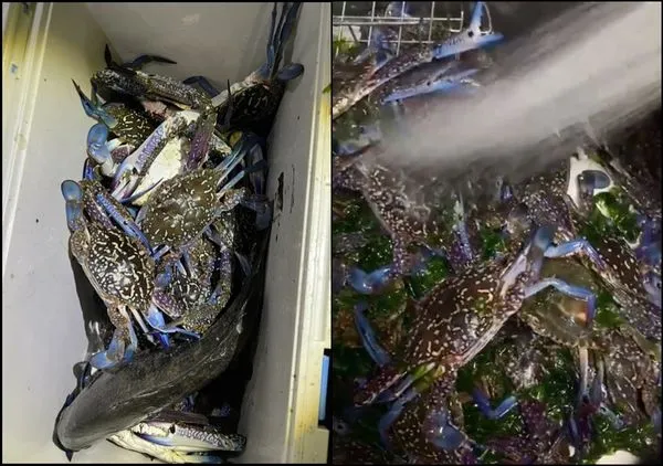 ▲▼大批陸人日本海岸狂撈梭子蟹 當地漁民無奈：別來攪亂。（圖／翻攝自小紅書）