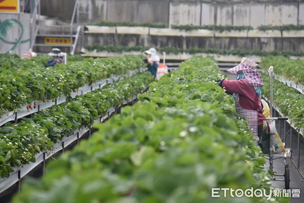 ▲▼大湖地區草莓農整理果園迎賓。（圖／記者蔡文淵翻攝）