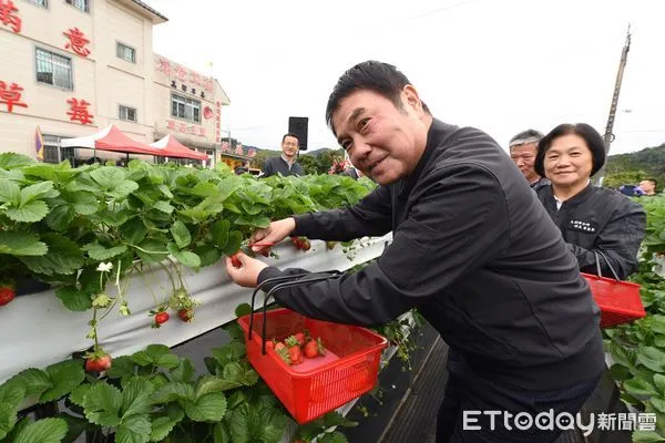 ▲▼苗栗縣大湖草莓文化季開鑼，苗栗縣長鍾東錦邀請各界遊客到苗栗體驗趣味採果旅程。（圖／記者蔡文淵翻攝）