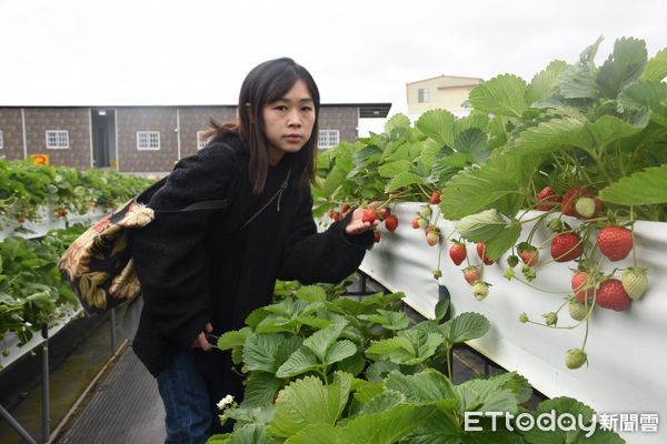 ▲▼大湖草莓第一期陸續結果，歡迎遊客前來品嘗。（圖／記者蔡文淵翻攝）