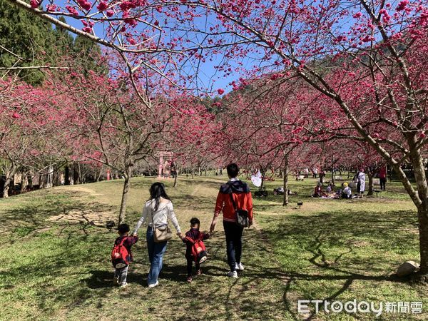 ▲九族櫻花祭早鳥優惠、花季套票即日起線上開賣。（圖／九族文化村提供，下同）