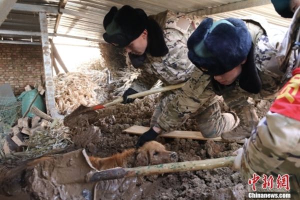 ▲青海武警部隊在地震災區救出一條受困20小時的黃金獵犬。（圖／翻攝中新網）