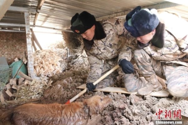 ▲青海武警部隊在地震災區救出一條受困20小時的黃金獵犬。（圖／翻攝中新網）