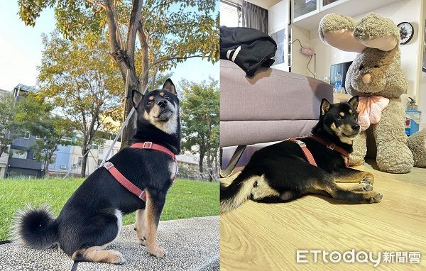 ▲▼寒流幫愛犬戴防風頭套　柴柴變「厭世麋鹿」斜眼哀怨：這樣不帥了。（圖／網友潘譽錦授權提供）