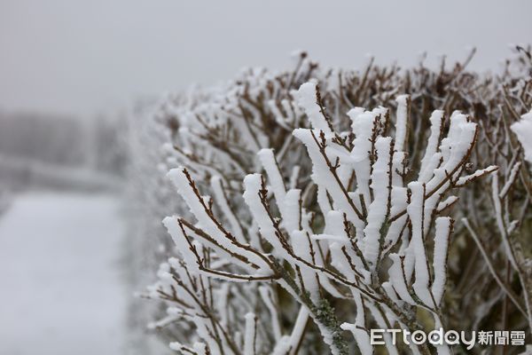 ▲▼太平山降雪情形。（圖／記者劉亮亨攝）