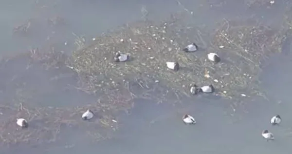 日本琵琶湖「大量水鳥暴斃」死因不明！　專家籲勿觸：避免感染疾病