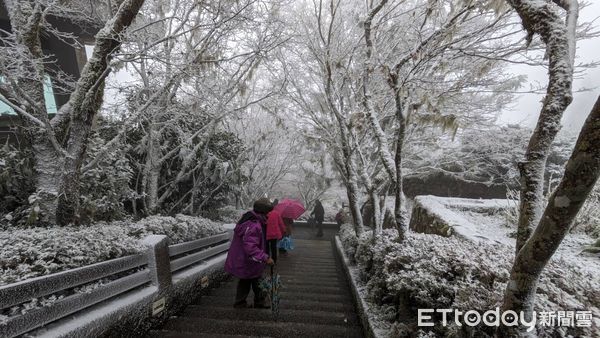 ▲▼太平山下雪了，22日清晨積雪約1公分。（圖／太平山莊提供，下同）