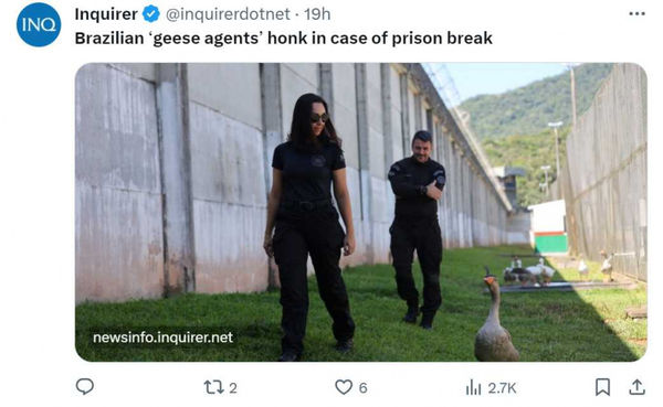 「鵝特工」取代巡邏犬！巴西監獄越獄事件頻傳　群鵝進駐呼叫獄卒來抓人