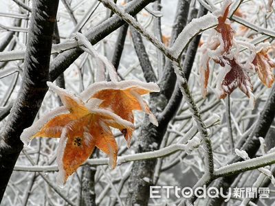 寒流來襲！思源埡口迎淞霧　「雪山白頭」絕美畫面曝光